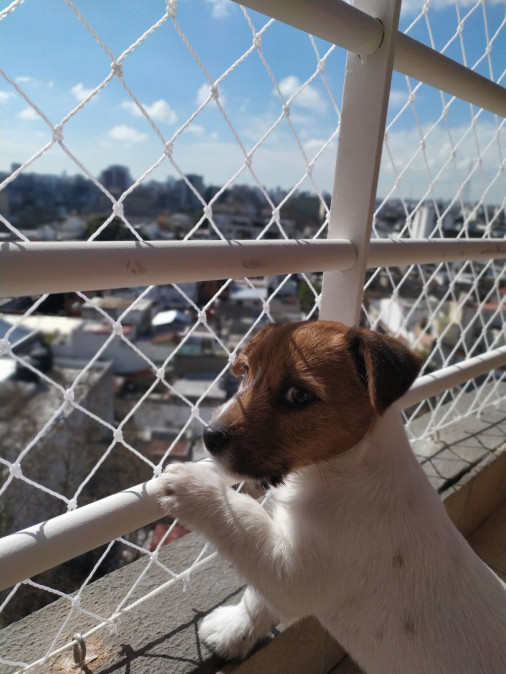 mallas para gatos de seguridad nylon balcones (137)