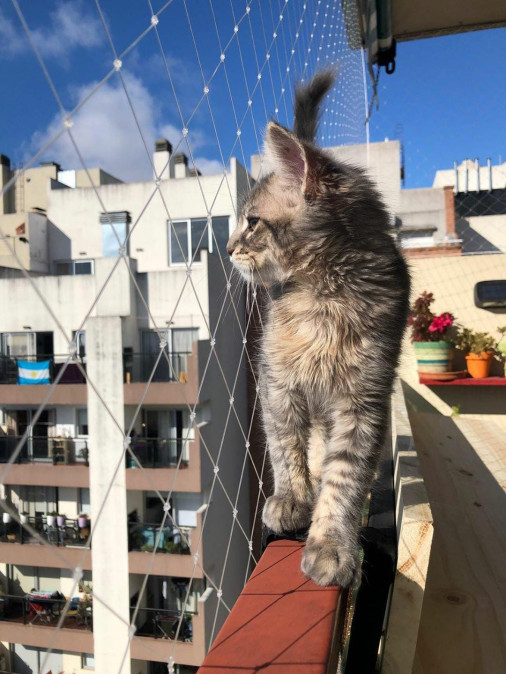 mallas para gatos de seguridad nylon balcones (123)